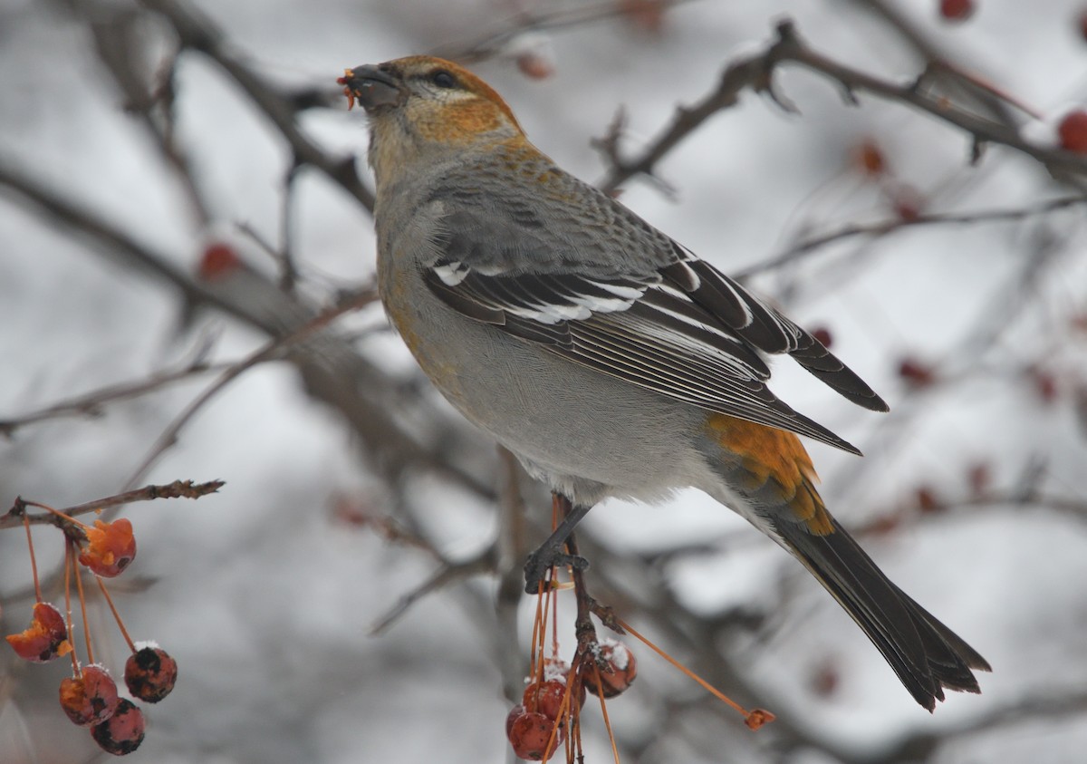 Pine Grosbeak - ML141929961