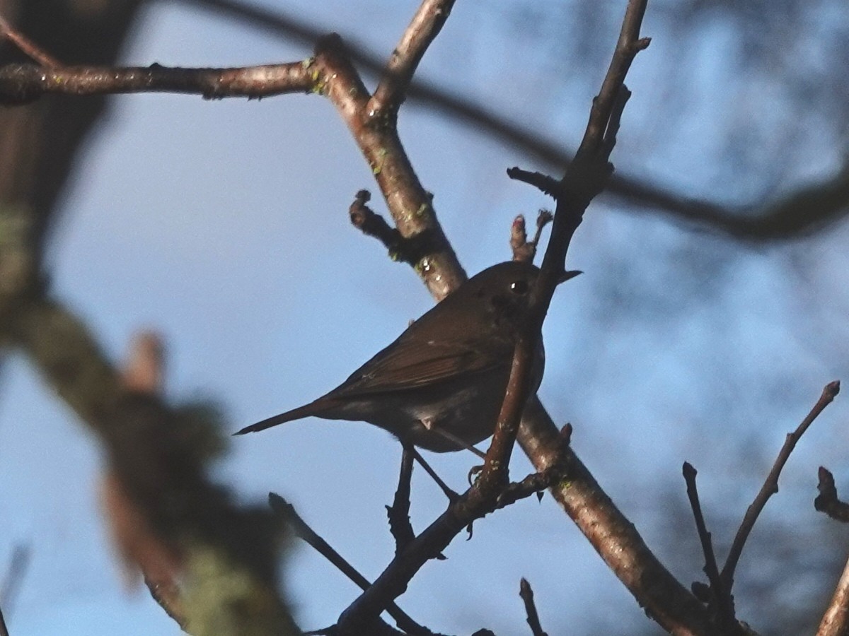 Hermit Thrush - ML141929981