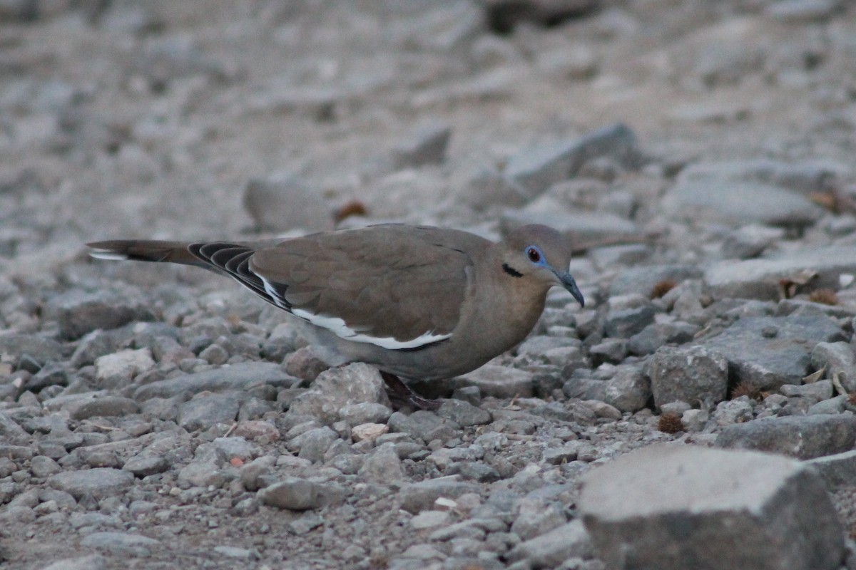 White-winged Dove - ML141930061