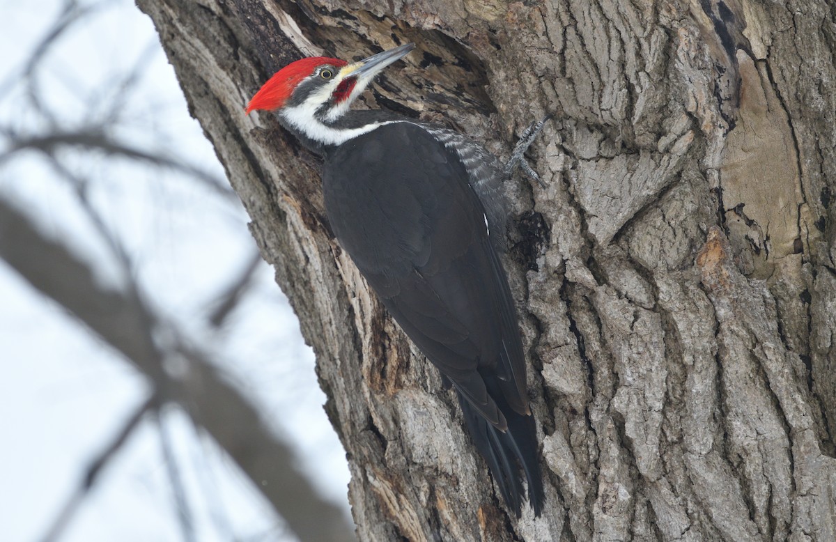 Pileated Woodpecker - ML141930081