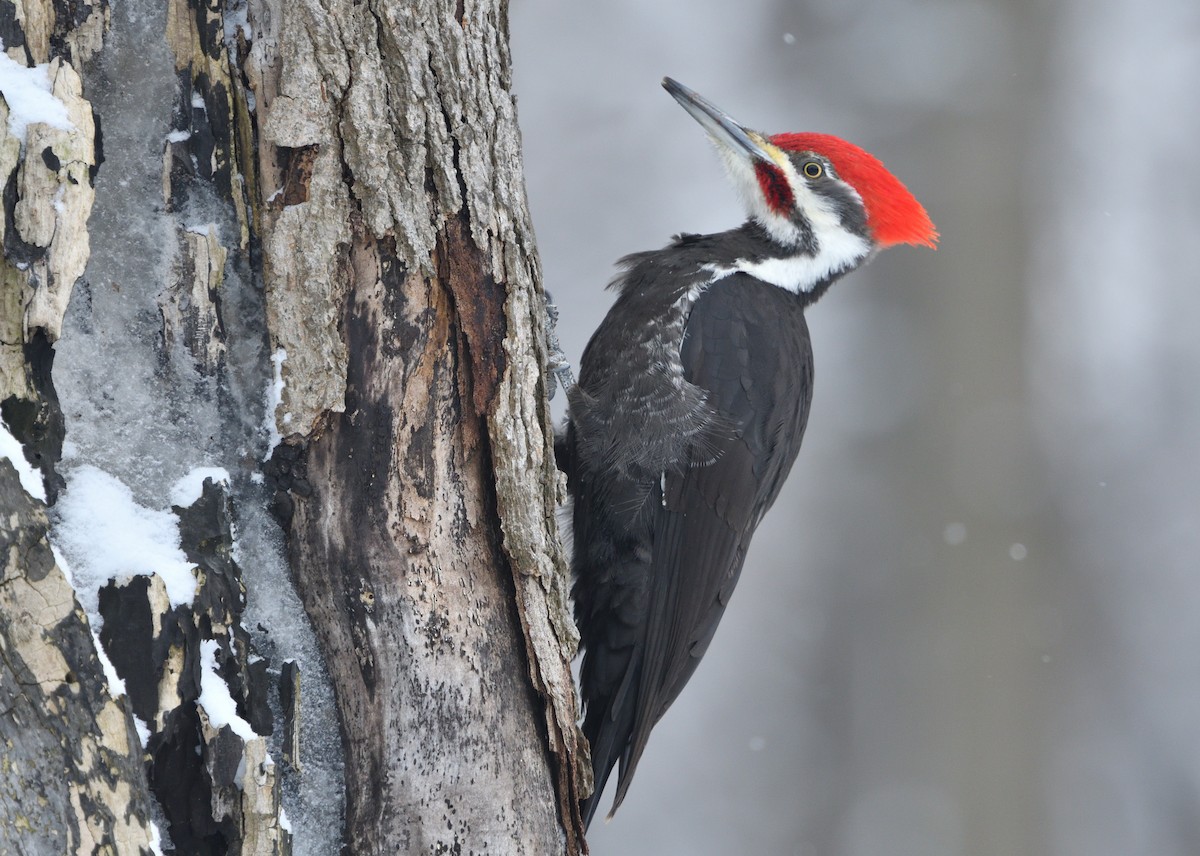 Pileated Woodpecker - ML141930101