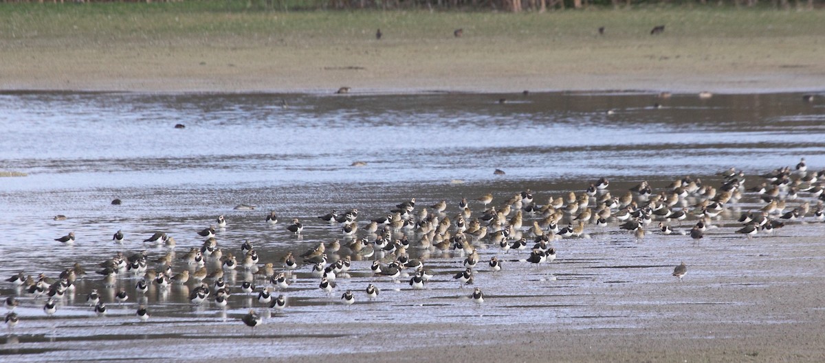 European Golden-Plover - ML141930161