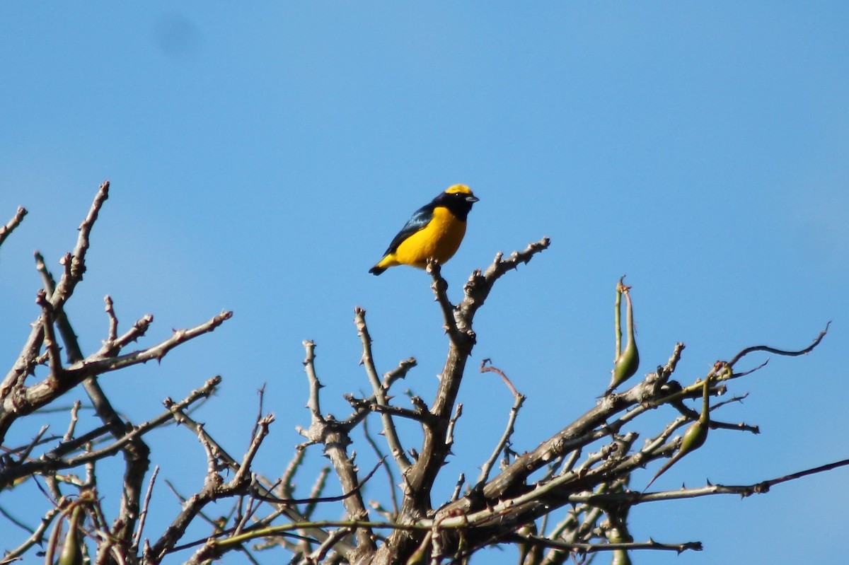 Yellow-crowned Euphonia - ML141930531