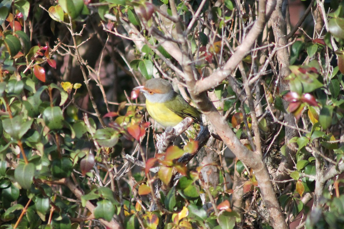 Rufous-browed Peppershrike - ML141930581