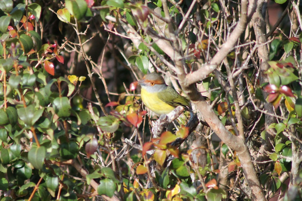 Rufous-browed Peppershrike - ML141930591