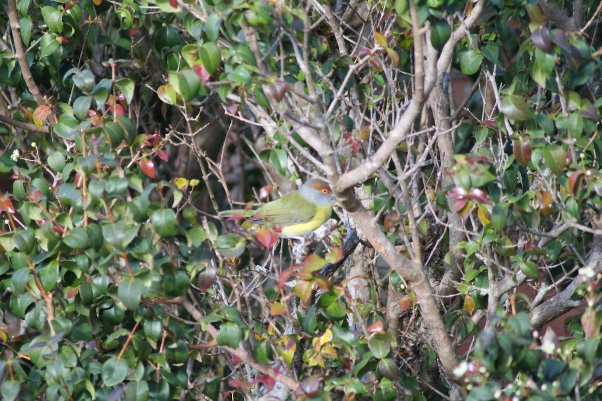 Rufous-browed Peppershrike - ML141930611