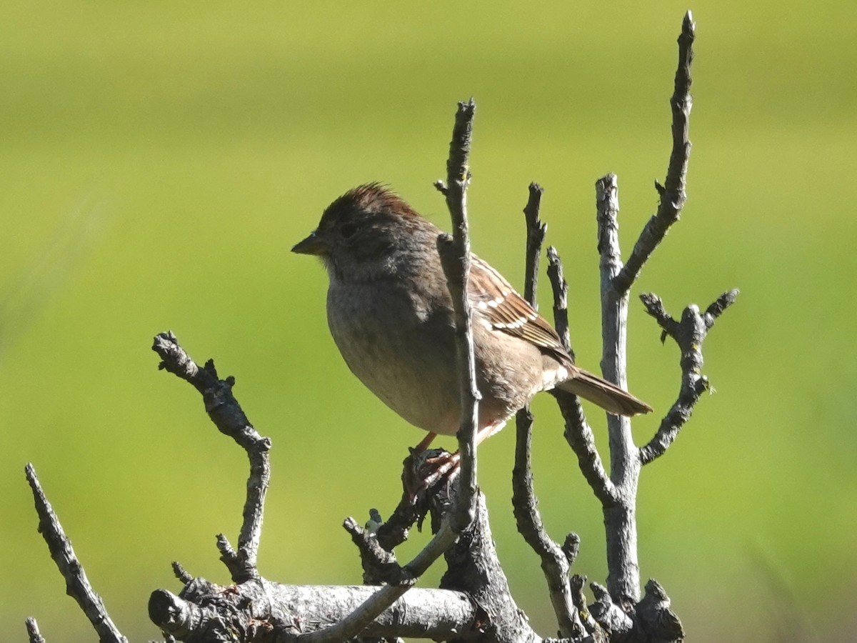 Golden-crowned Sparrow - ML141930701