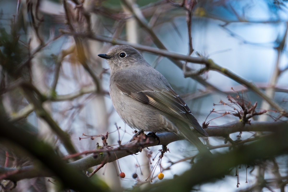 Townsend's Solitaire - ML141931141