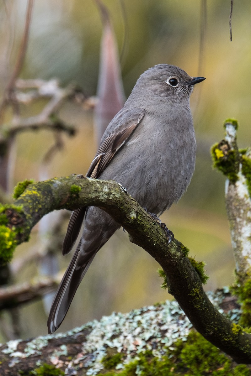 Townsend's Solitaire - ML141931181