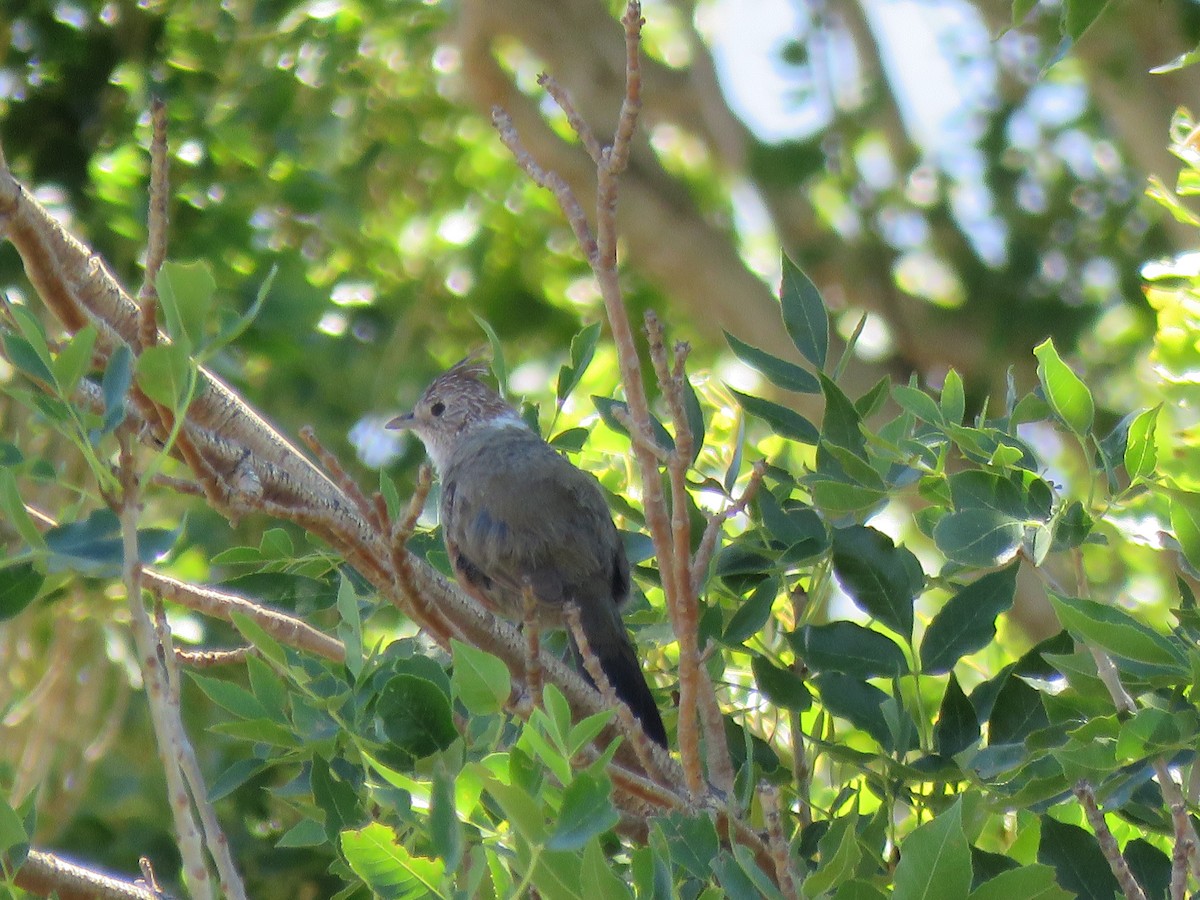 Schopftapaculo - ML141931501