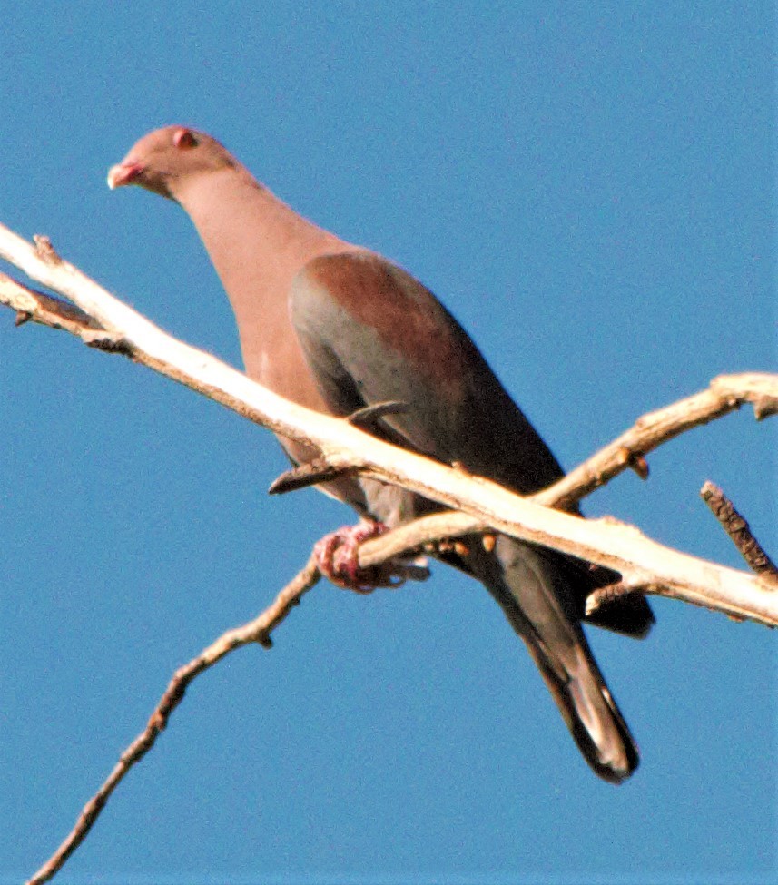 Pigeon à bec rouge - ML141931831