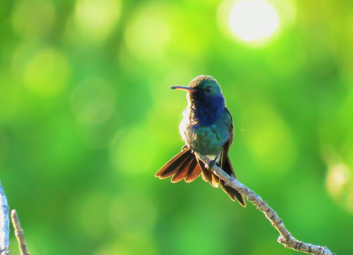 kolibřík safírovohrdlý - ML141932041