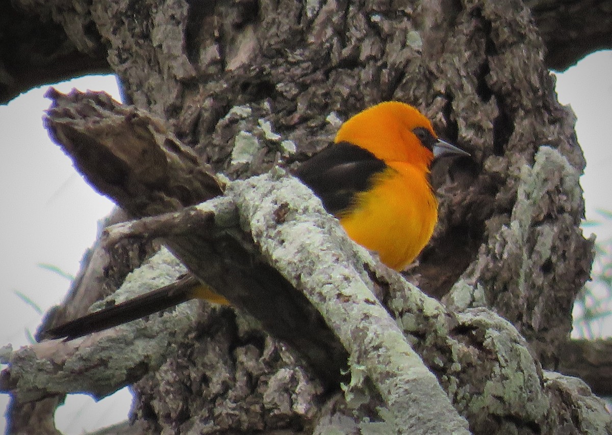 Oriole à gros bec - ML141932121