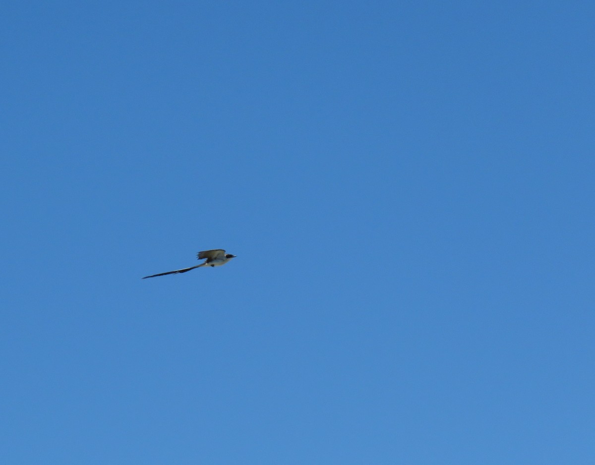 Fork-tailed Flycatcher - ML141932981