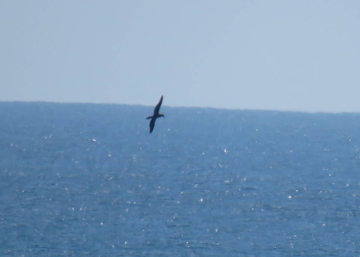 Brown Booby - Oliver  Komar