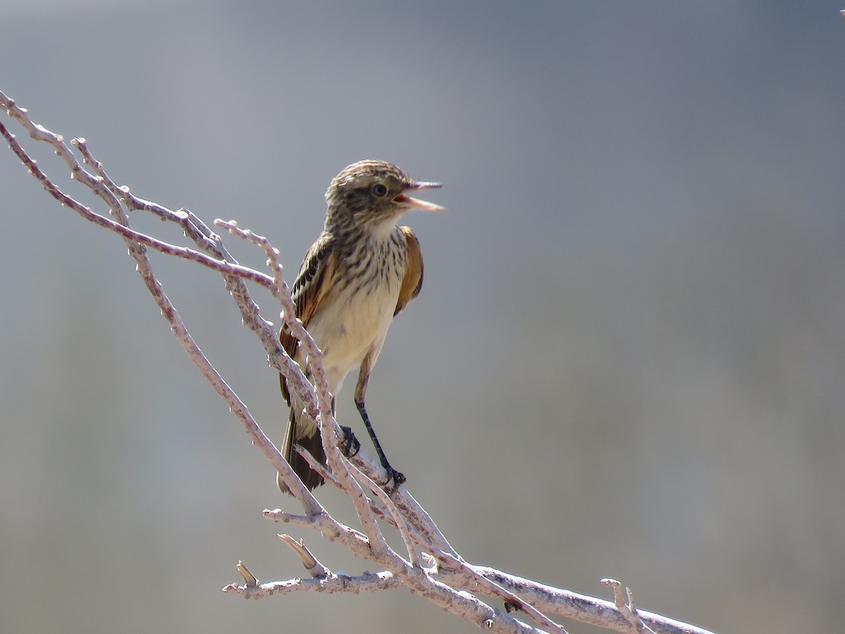 Spectacled Tyrant - ML141933561