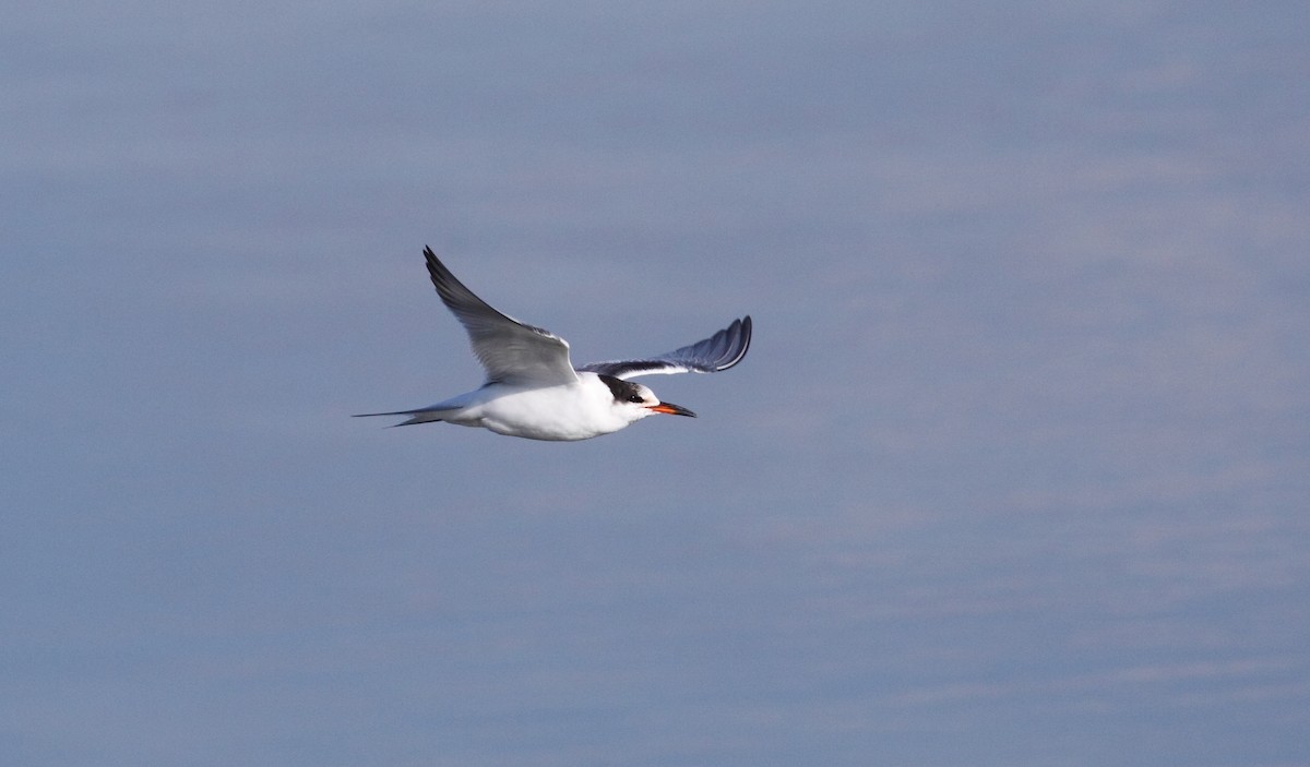 Common Tern - ML141933871