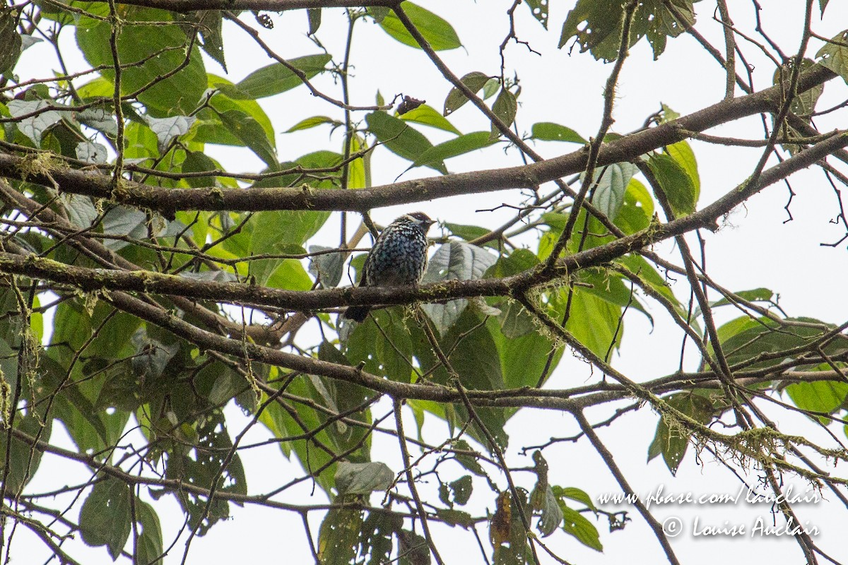 Beryl-spangled Tanager - ML141933891