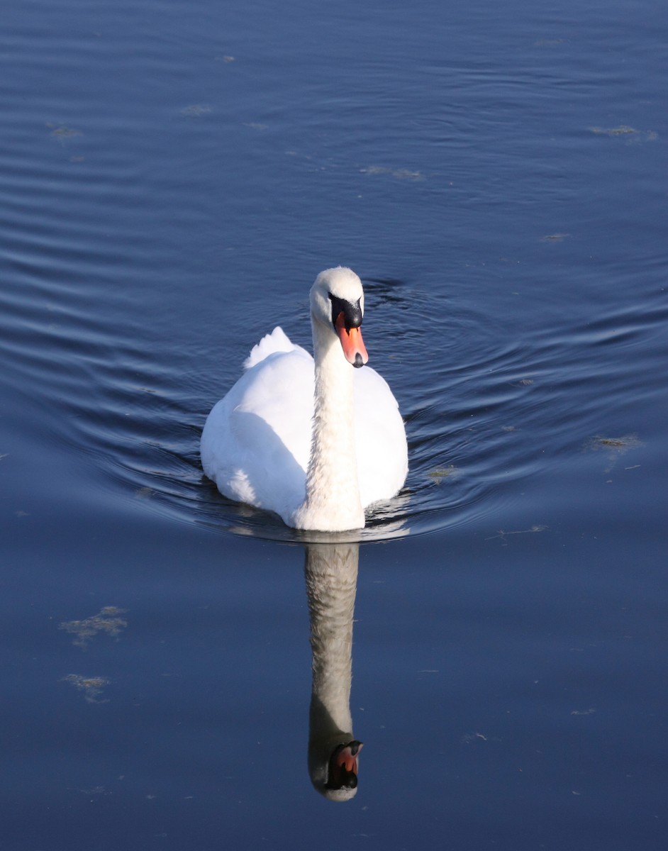 Mute Swan - Andrew Steele