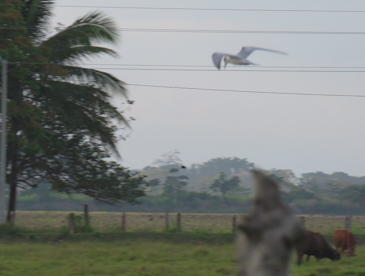 Common Tern - ML141934561