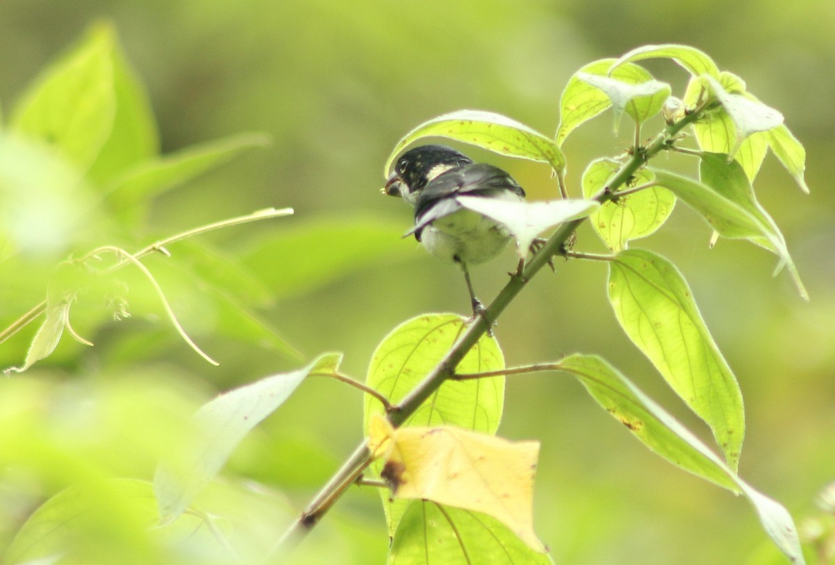 Variable Seedeater - ML141934961