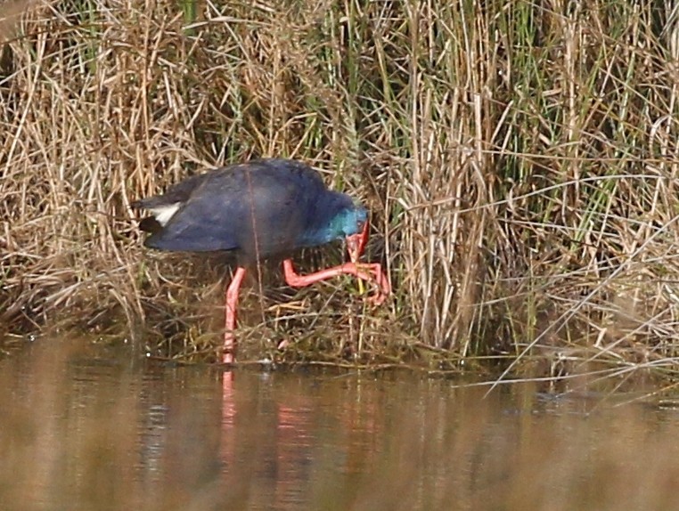 Western Swamphen - ML141934991