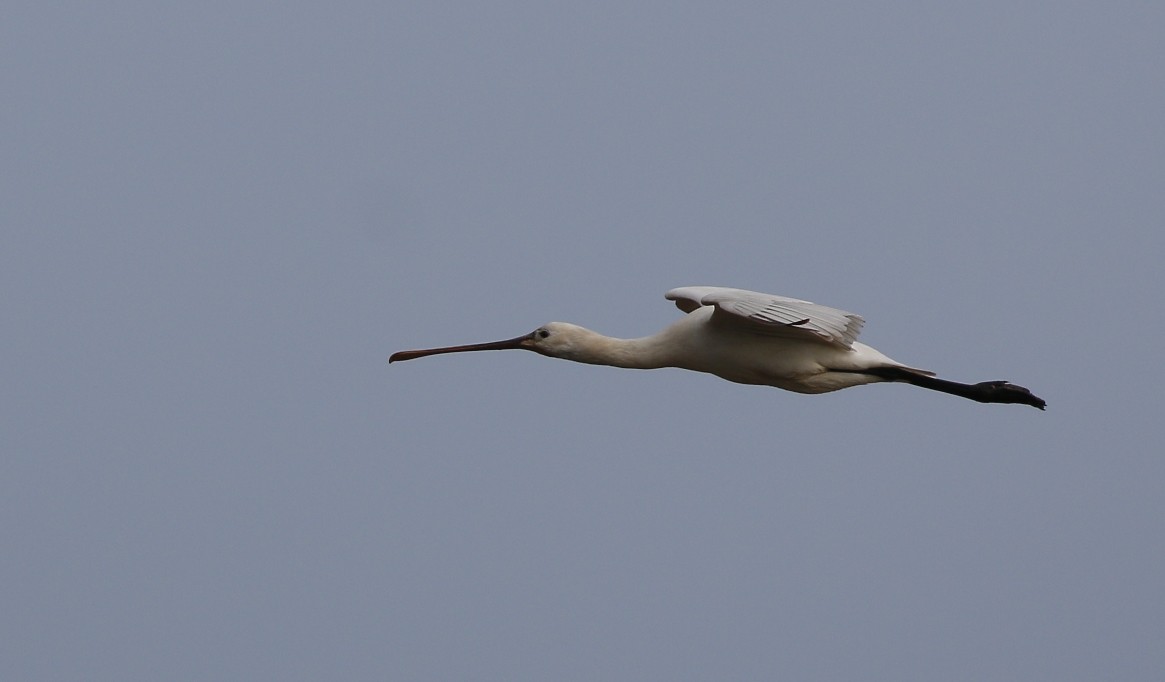 Eurasian Spoonbill - ML141935041