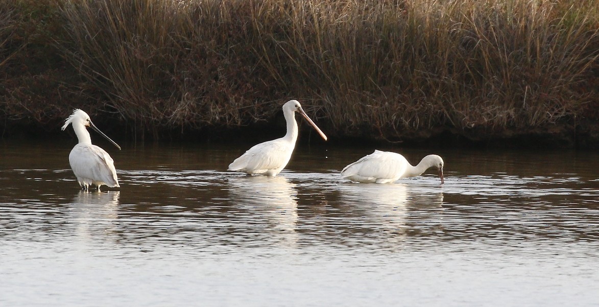 Eurasian Spoonbill - ML141935061