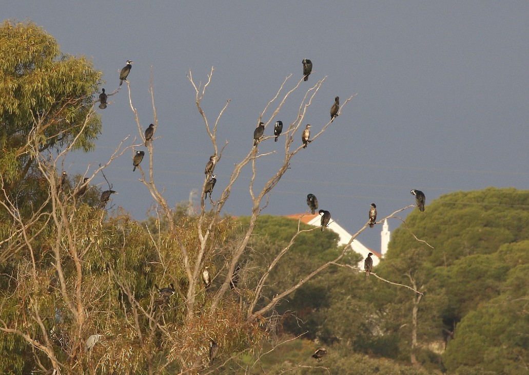 Great Cormorant - ML141935341