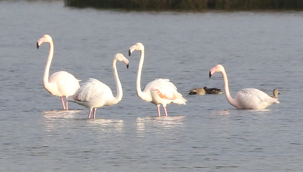 Greater Flamingo - Vasco Valadares