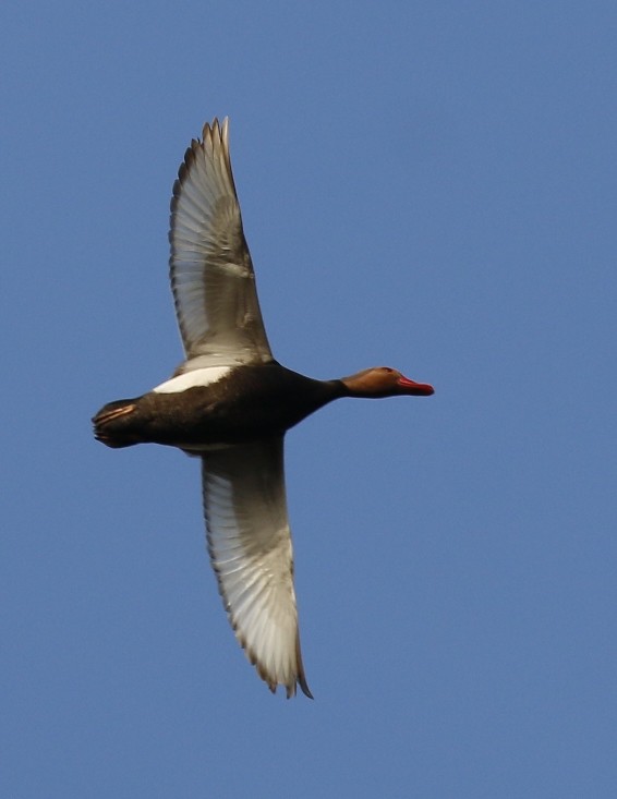 Red-crested Pochard - ML141935591