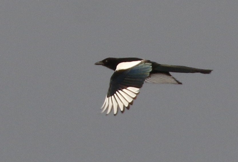 Eurasian Magpie - ML141935671