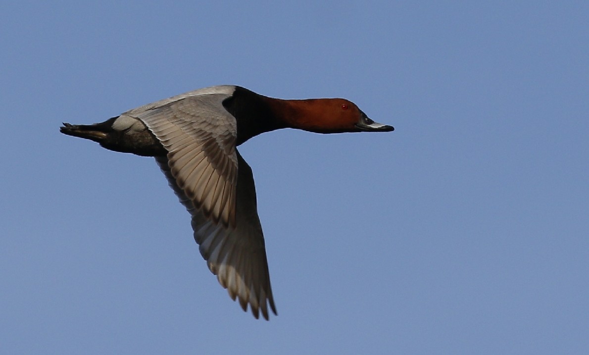 Common Pochard - ML141935841