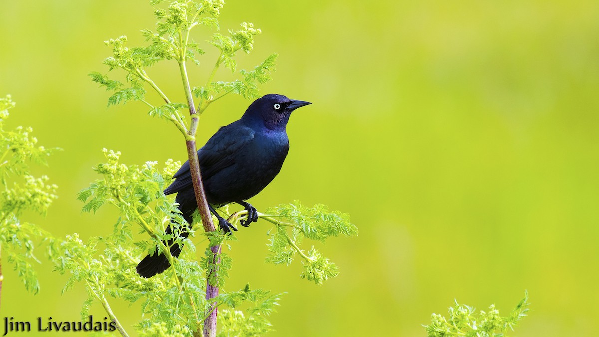 Brewer's Blackbird - ML141936321