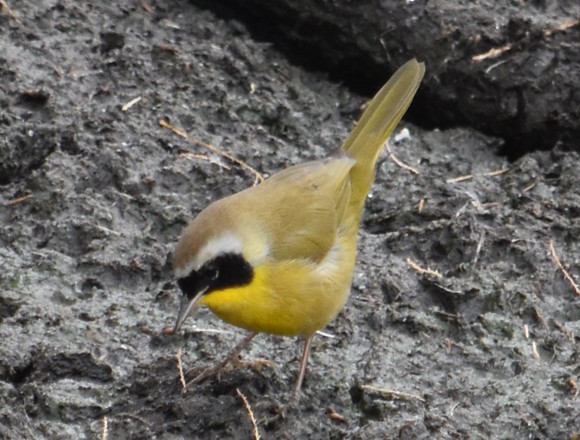 Common Yellowthroat - ML141937091