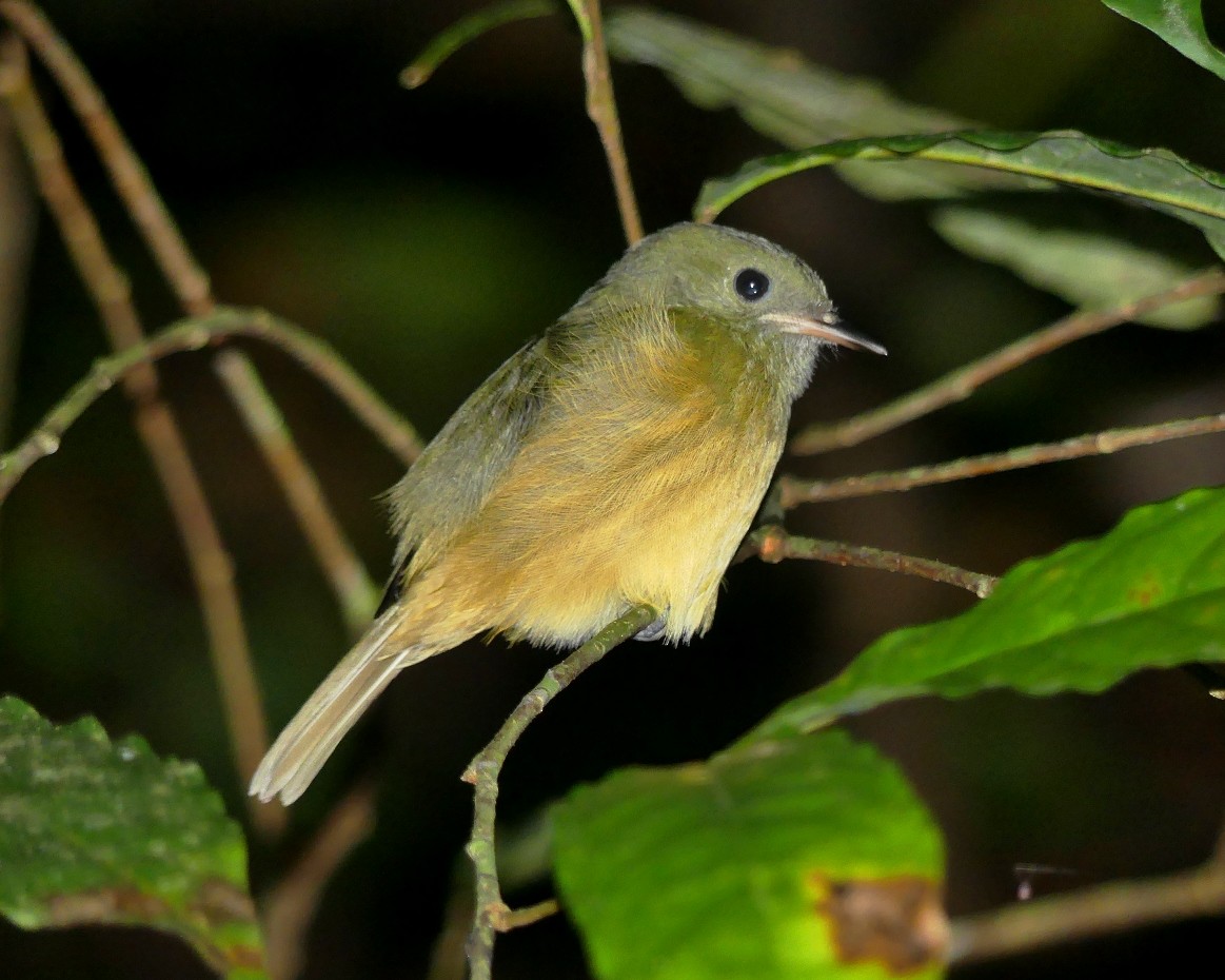 Ochre-bellied Flycatcher - ML141937241