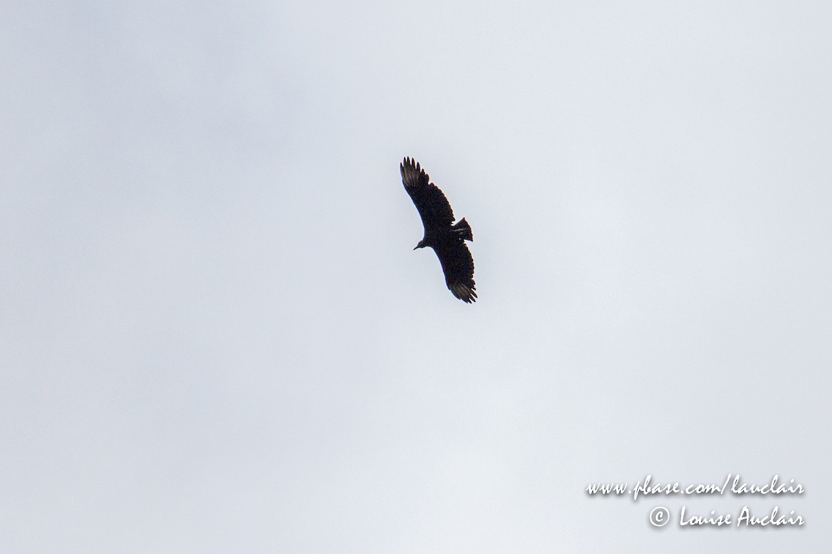 Black Vulture - ML141937701