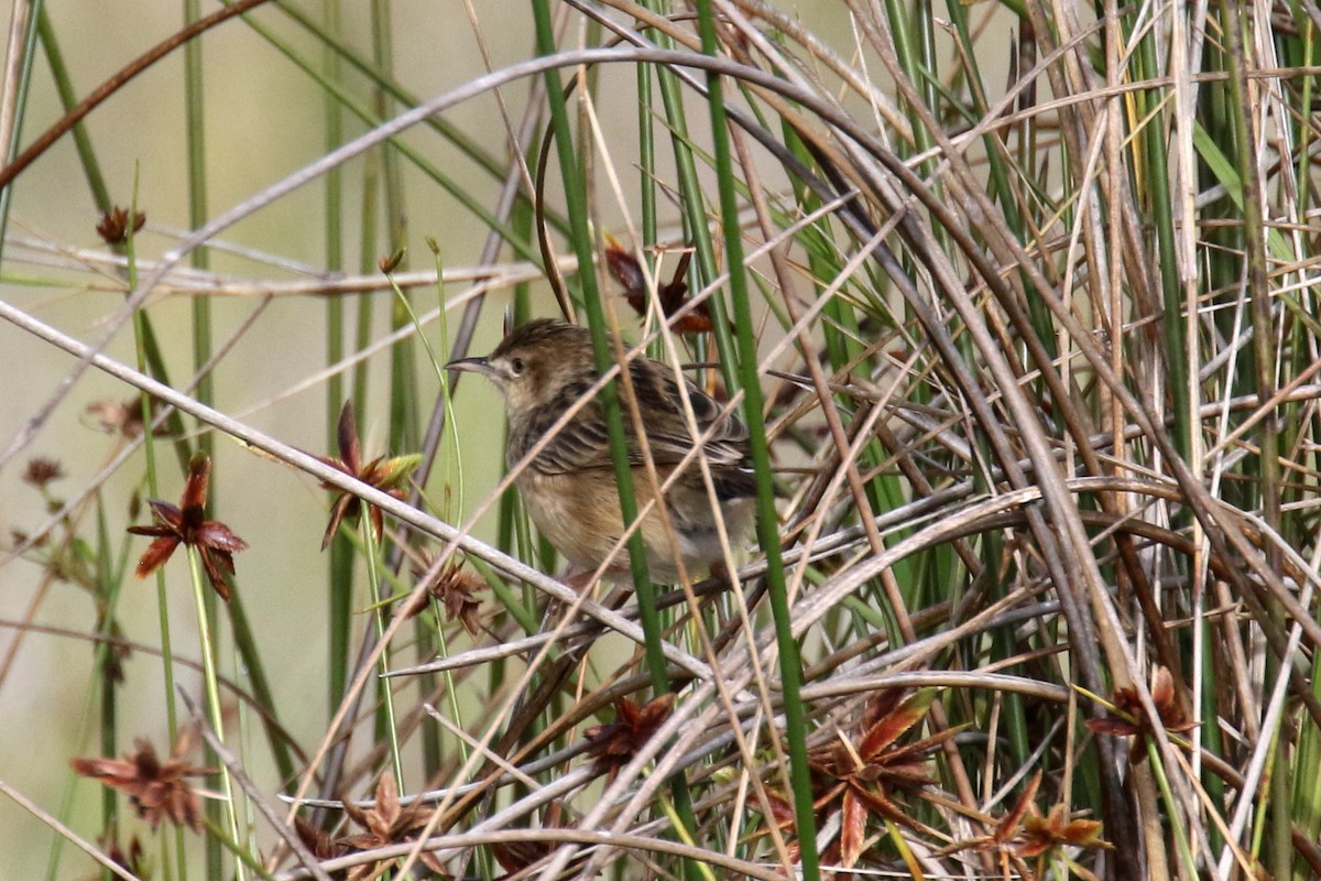 Madagascar Swamp Warbler - Stephen Gast