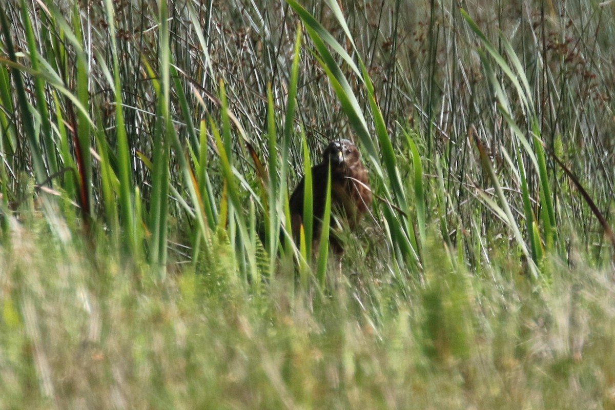 Malagasy Harrier - Stephen Gast