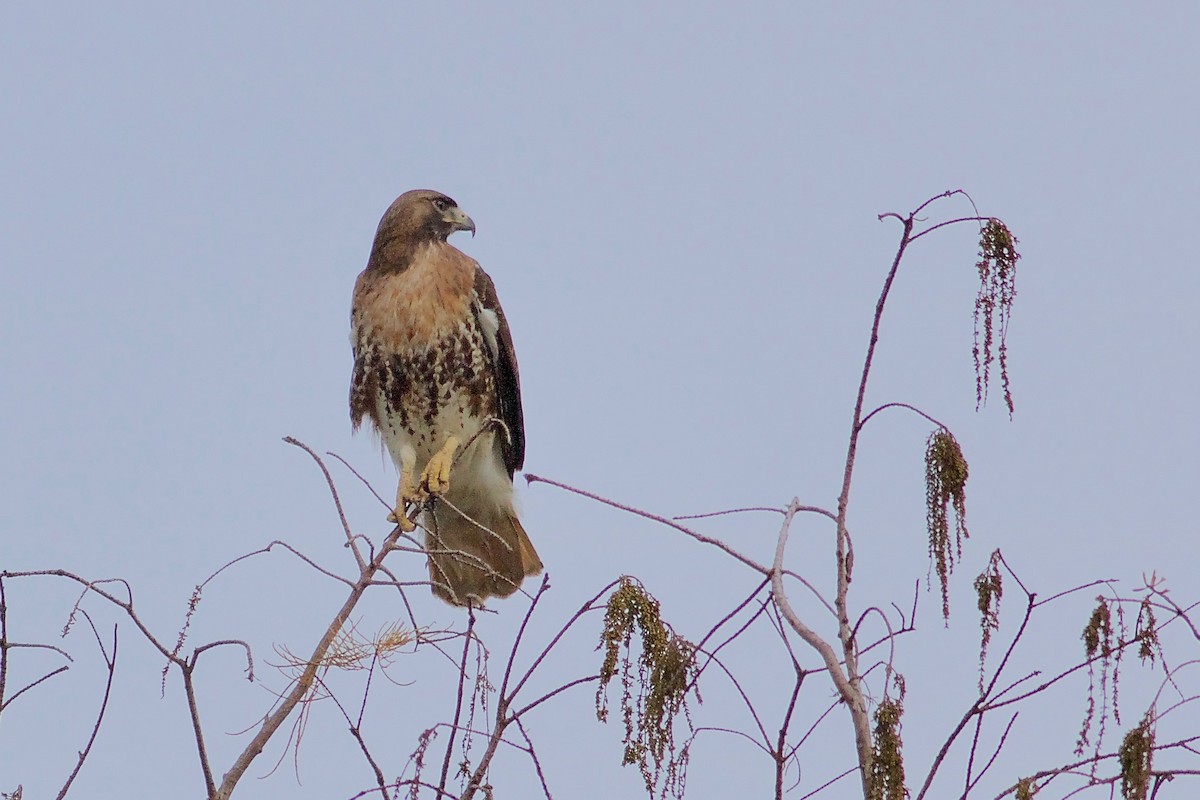 Red-tailed Hawk (umbrinus) - Gordon Atkins