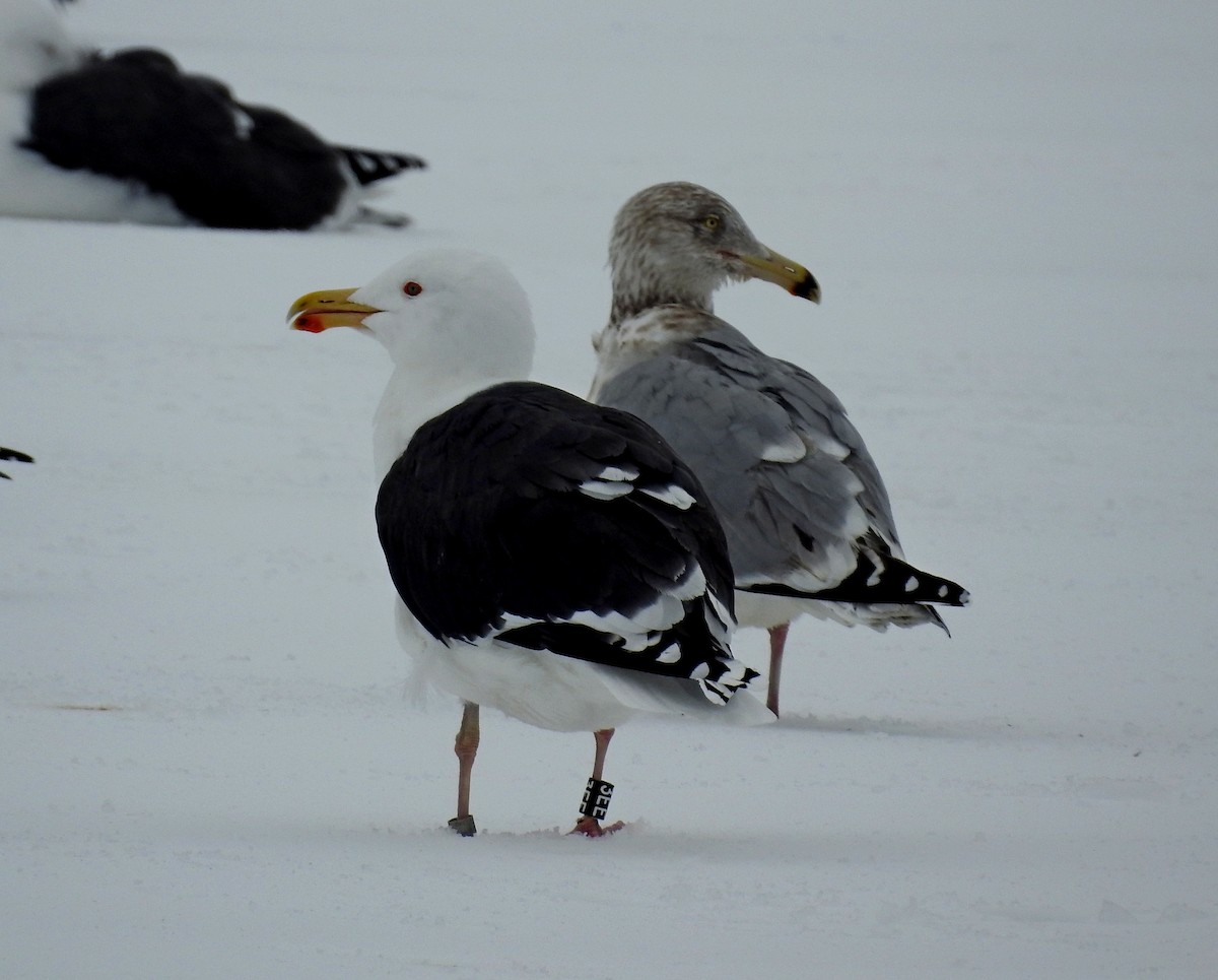 Great Black-backed Gull - ML141939031