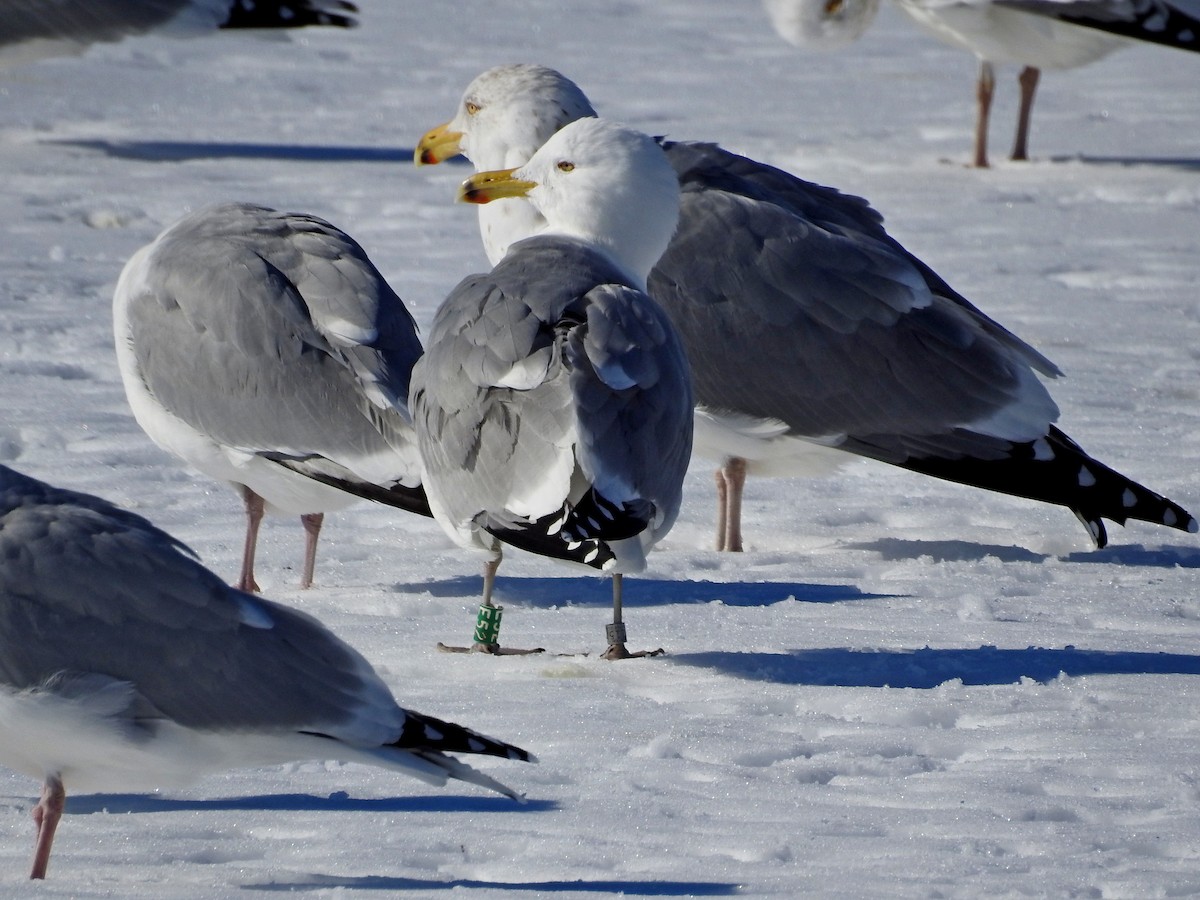 Herring Gull - ML141939101