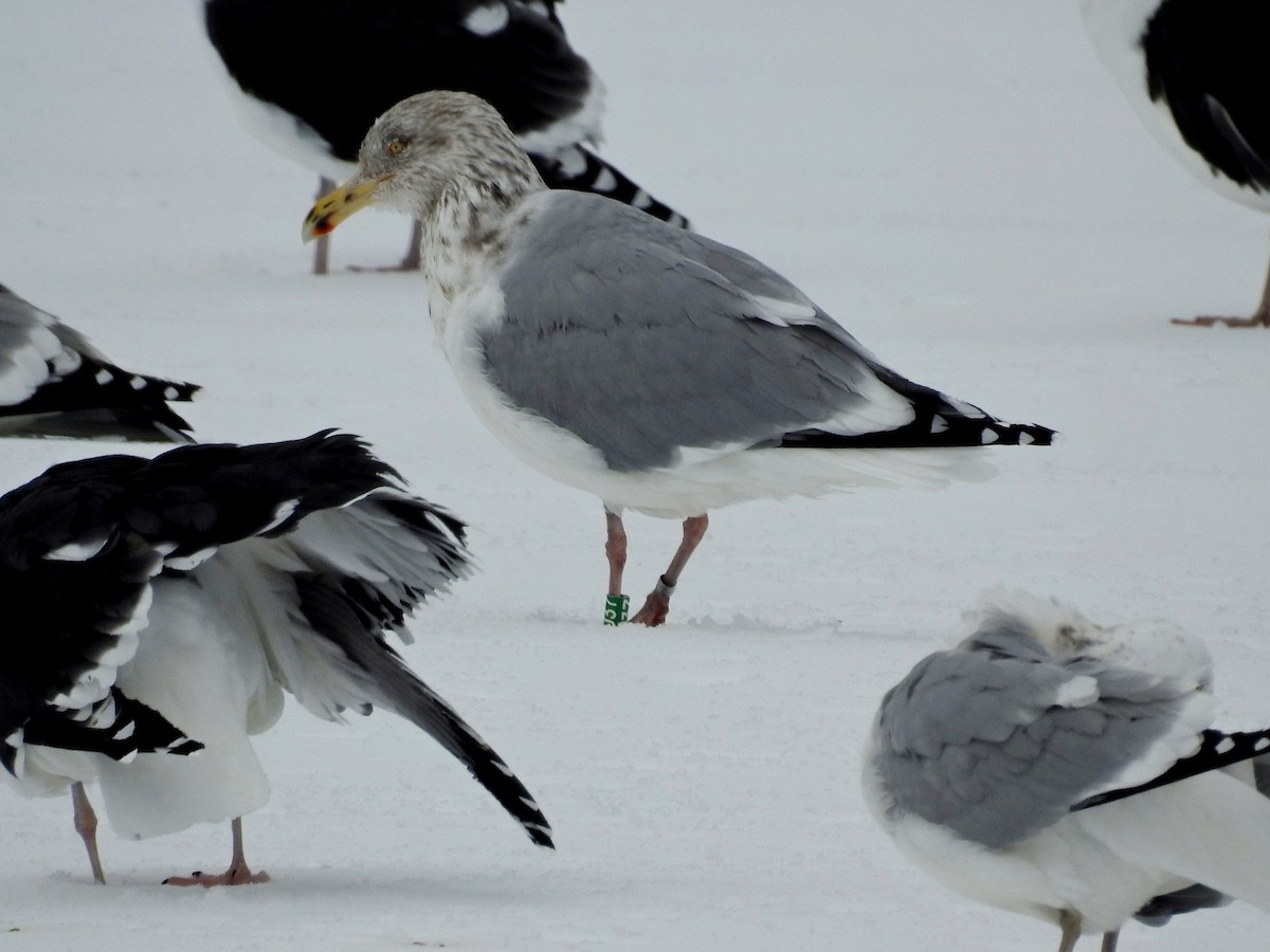 Herring Gull - ML141939131