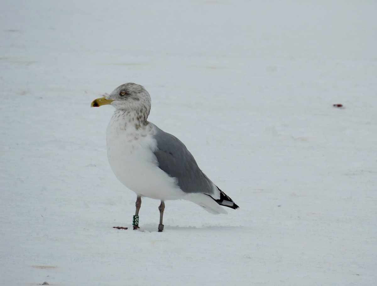 Herring Gull - ML141939201