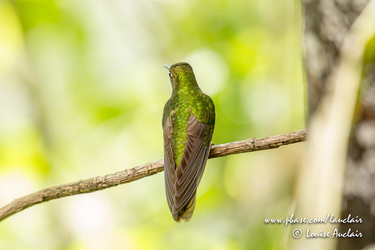 Buff-tailed Coronet - ML141939821