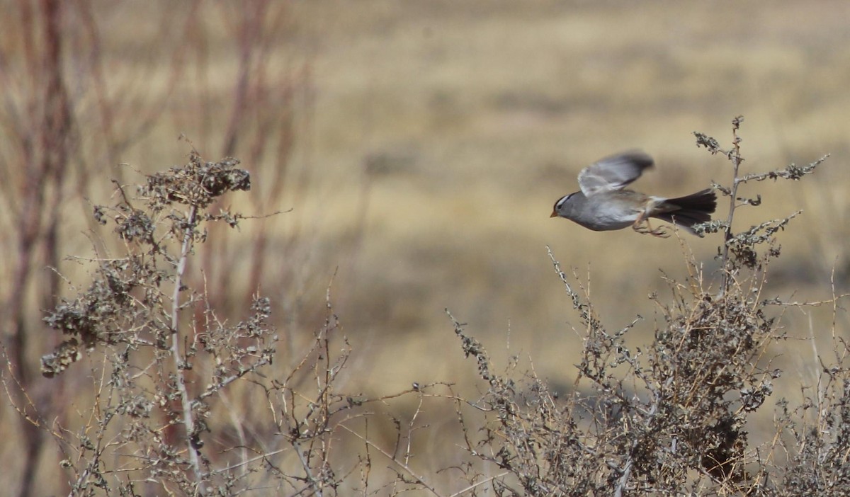 White-crowned Sparrow - ML141939931
