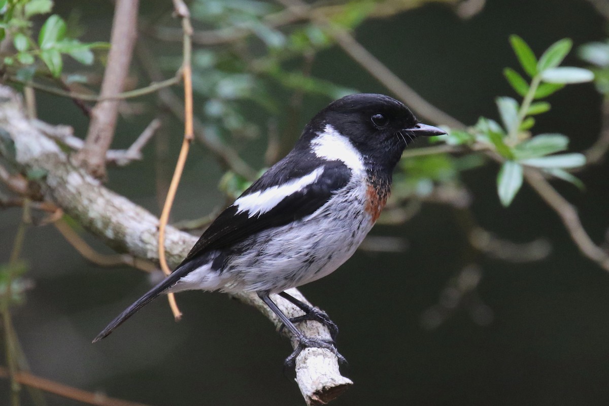 African Stonechat (Madagascar) - ML141940341