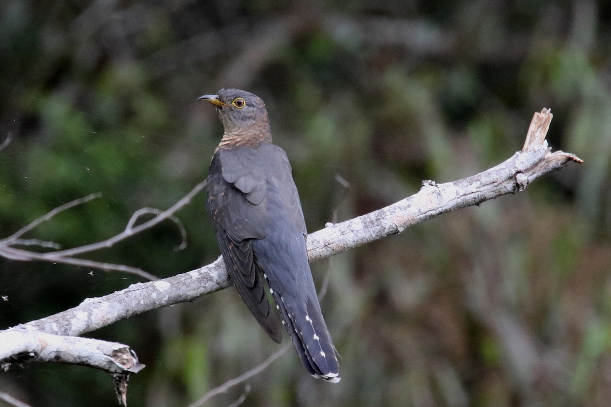 Madagascar Cuckoo - ML141940471