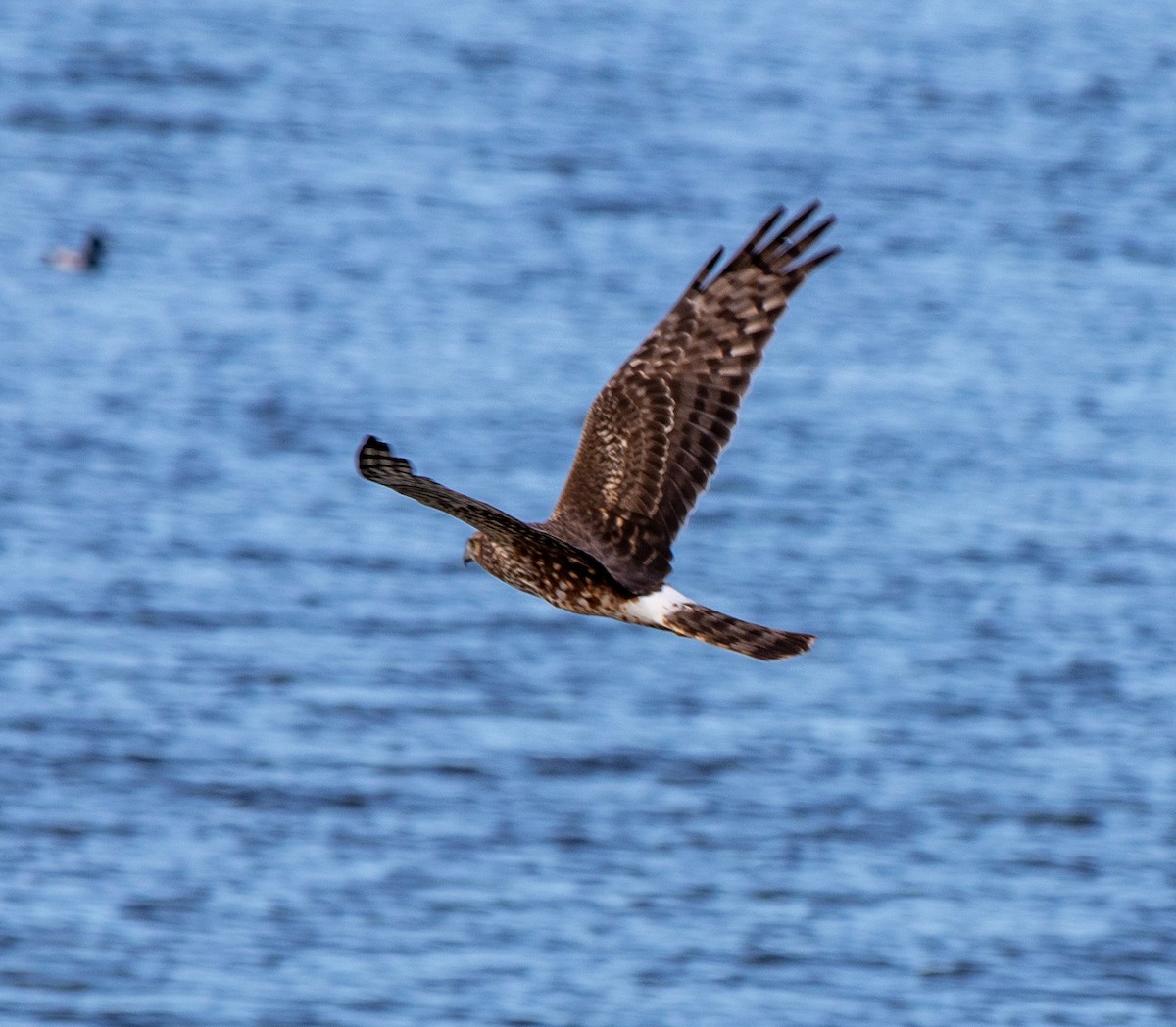 Northern Harrier - ML141940571