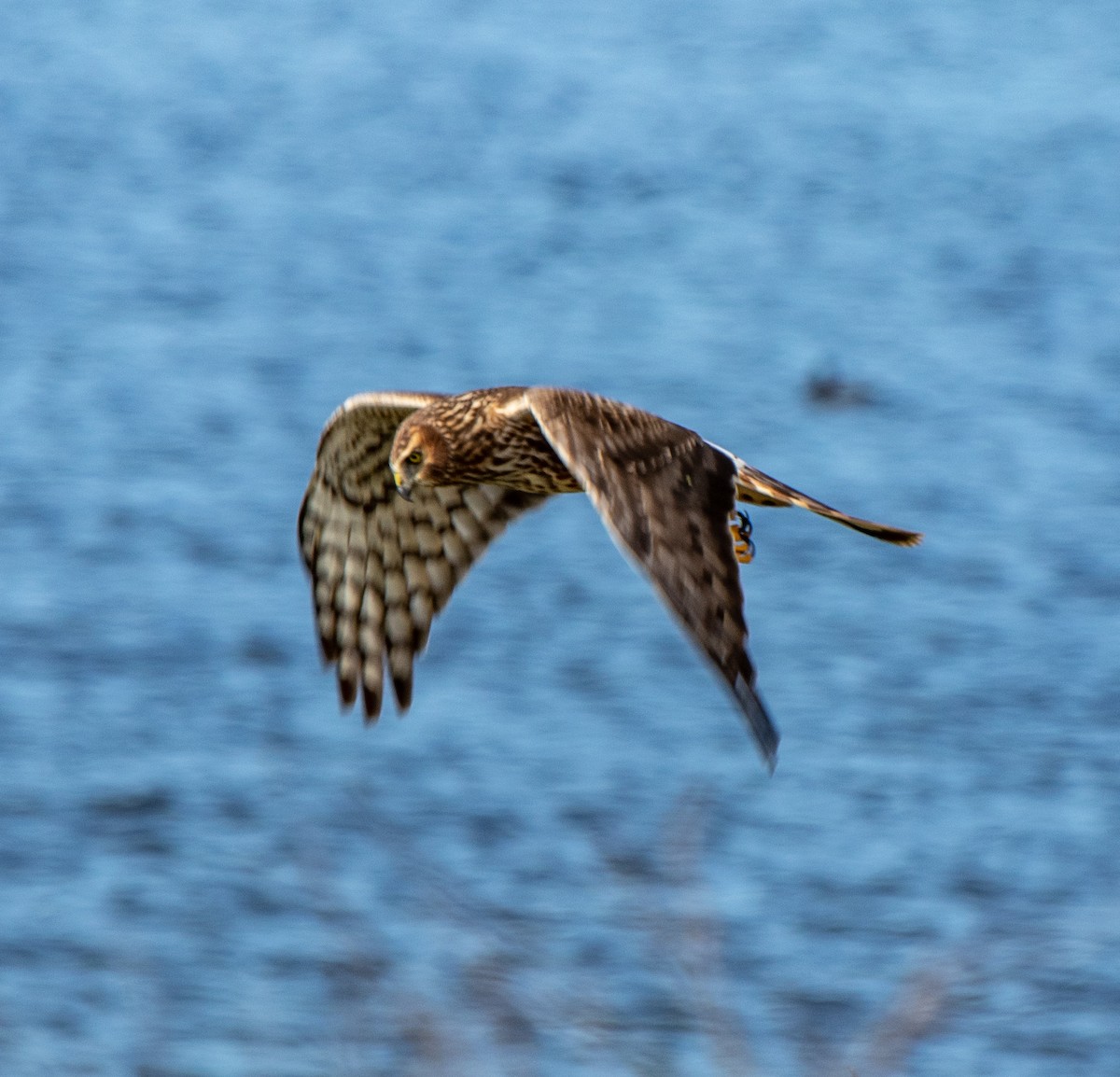 Northern Harrier - ML141940581